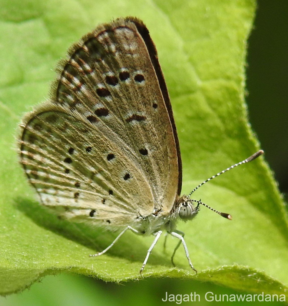 Zizeeria karsandra Moore, 1865